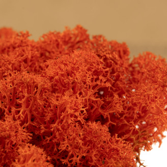 Lichene preservato - Scatola - Arancione
