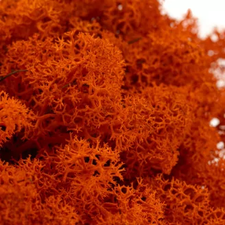 Lichen stabilis&eacute; Orange (Bo&icirc;te)