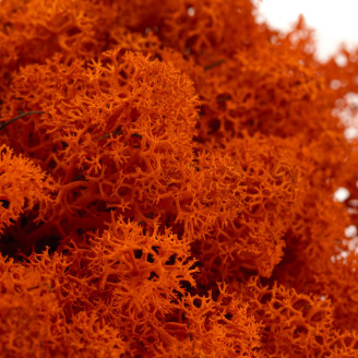 Lichene preservato - Scatola - Arancione