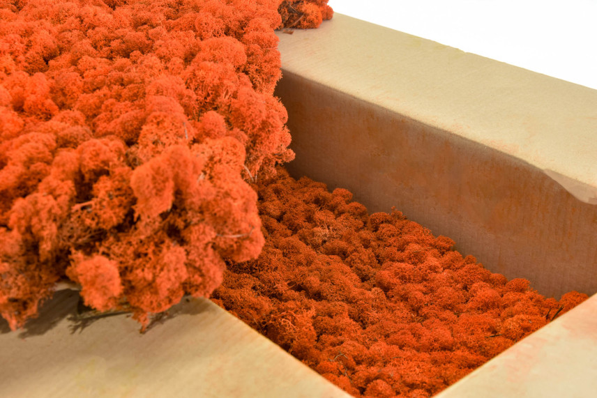 Konserviertes Lichen - Gro&szlig;karton - Orange