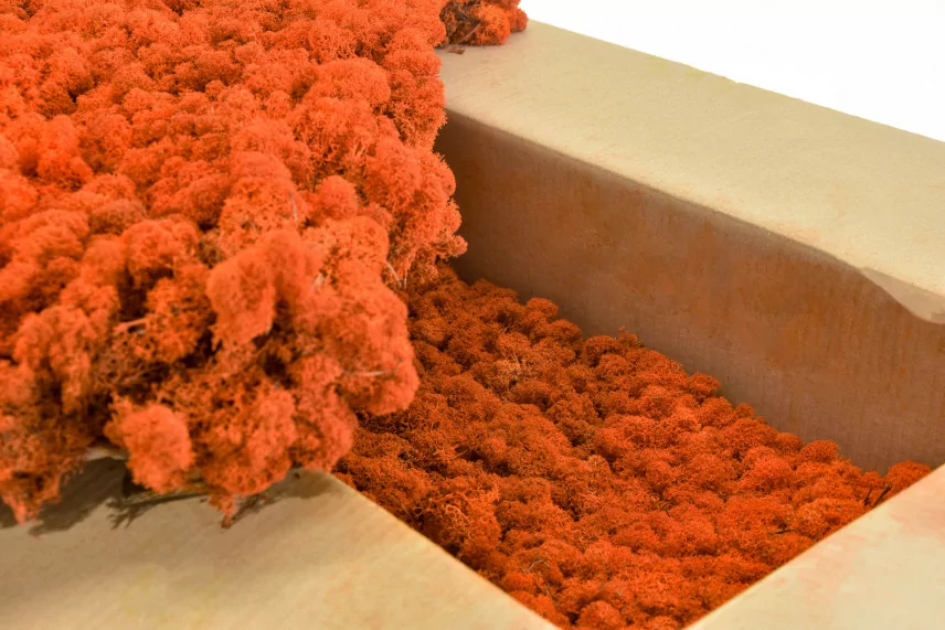 Lichene stabilizzato Arancione (Cartone Sfuso)