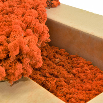 Konserviertes Lichen - Gro&szlig;karton - Orange