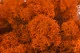 Preserved Reindeer Moss Orange (Bulk Box) 4