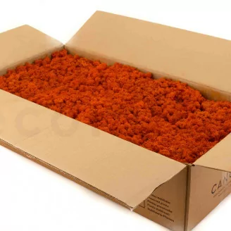 Lichen stabilis&eacute; Orange (Carton)