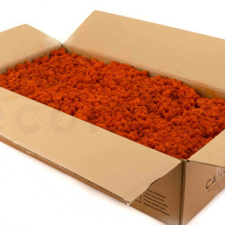 Lichene Stabilizzato - Cartone sfuso - Arancione