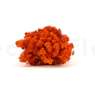 Konserviertes Lichen - Gro&szlig;karton - Orange