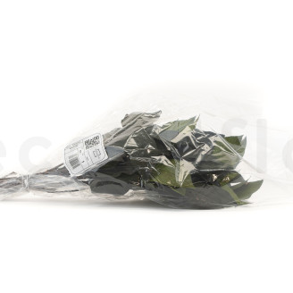 Salal Stabilized - Green