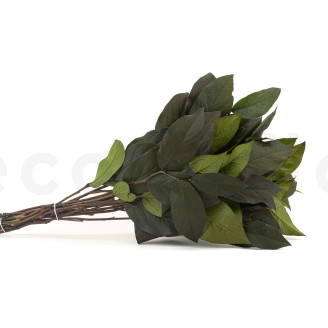 Salal Stabilizzato - Verde