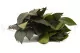 Preserved Salal Green 7