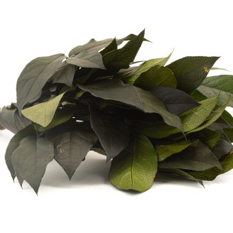 Salal Preservado - Verde