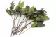 Salal stabilis&eacute; Vert 8