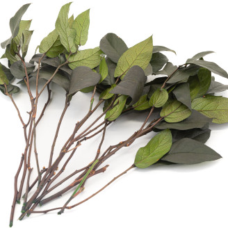 Salal Stabilisiert - Gr&uuml;n