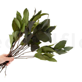 Salal Stabilized - Green