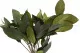 Salal stabilis&eacute; Vert 4