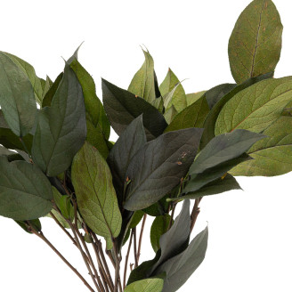 Salal Stabilisiert - Gr&uuml;n