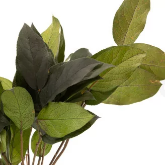 Salal stabilis&eacute; Vert