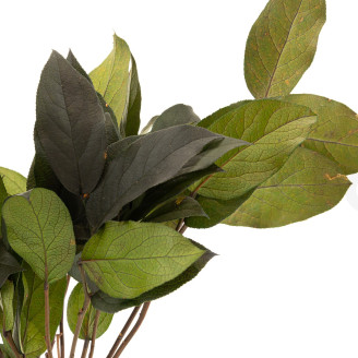 Salal Stabilisiert - Gr&uuml;n