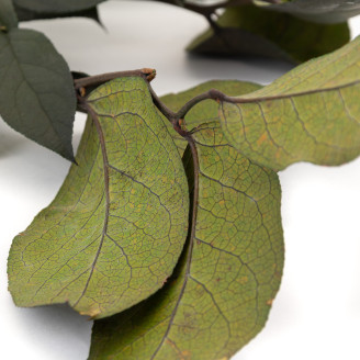 Salal Stabilizzato - Verde