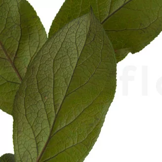 Salal preservado Verde