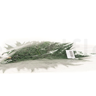 Leather Fern Stabilized - Green