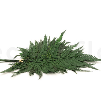 Foug&egrave;re Cuir Stabilis&eacute;e - Vert