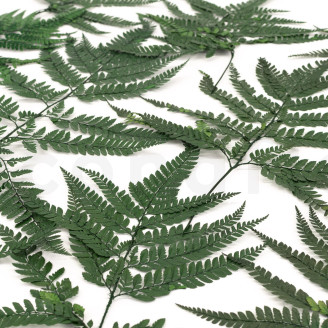 Leather Fern Stabilized - Green