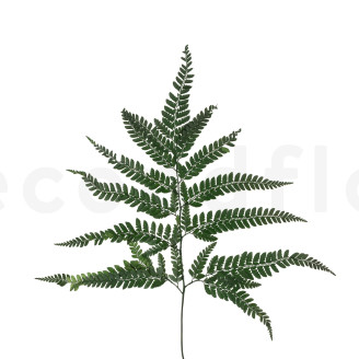 Helecho de cuero Preservado - Verde
