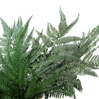 Leather Fern Stabilized - Green