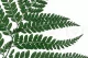 Preserved Leather Fern Green 2