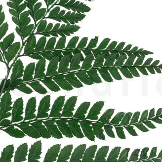 Leather Fern Stabilized - Green