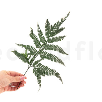 Leather Fern Stabilized - Green