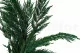 Preserved Thuja 2