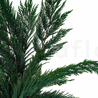 Thuja preserved - Green