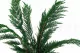 Thuja preservada 4