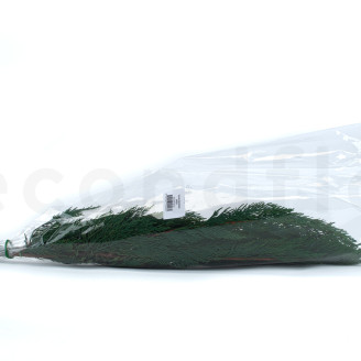 Thuja stabilized - Green