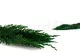 Thuja preservada 5