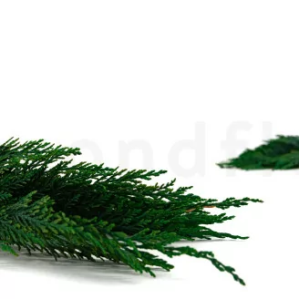 Thuja preservada