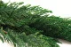 Preserved Thuja 6