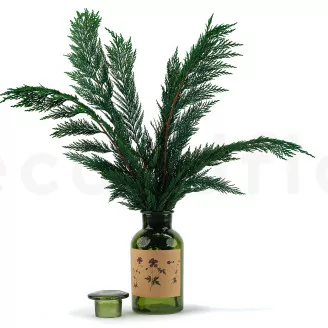 Thuja preservada