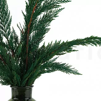 Thuja stabilizzata