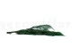 Thuja preservada 11