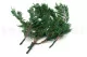 Konservierter Thuja 9