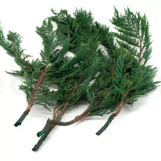 Thuja preservada