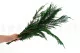 Thuja preservada 3