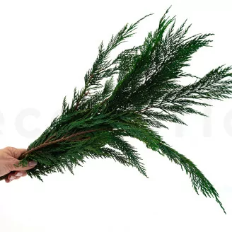 Thuja stabilizzata