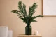 Thuja stabilizzata 1
