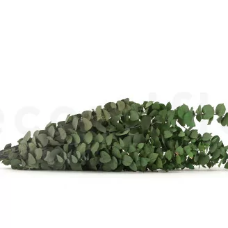 Eucalyptus Stuartiana stabilis&eacute; Vert