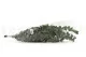 Preserved Stuartiana Eucalyptus Green 13