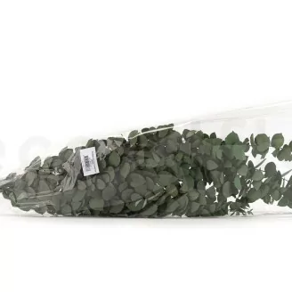Preserved Stuartiana Eucalyptus Green
