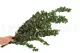 Konservierter Stuartiana-Eukalyptus Gr&uuml;n 4
